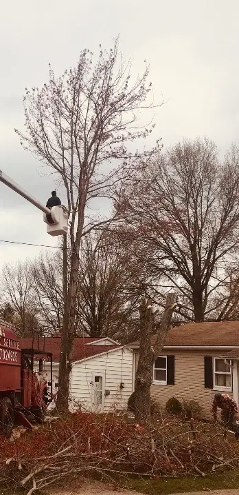 A & A Tree Services — view 1 of 1