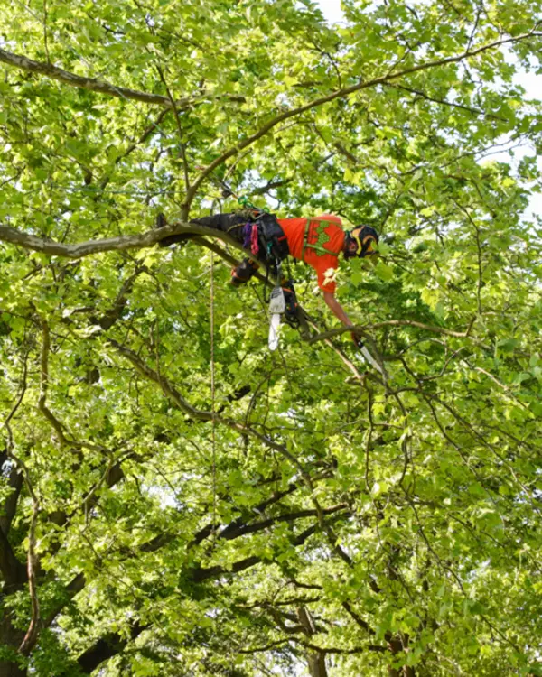 Ahlum & Arbor Tree Preservation — view 1 of 1