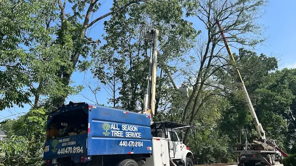 All season tree service — view 1 of 1