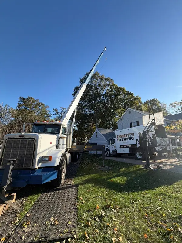 Anstaett's Tree Service — view 1 of 1