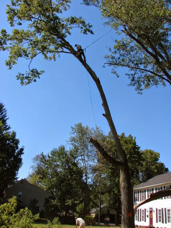 Basic Tree Care | Columbus Tree Cutting & Removal — view 1 of 1