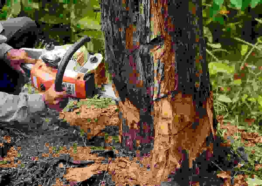 Beast Tree Services L.L.C. — view 1 of 1