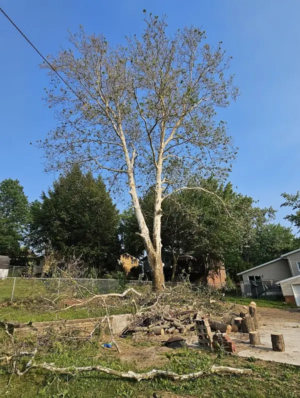 Berens Tree & Excavating — view 1 of 1