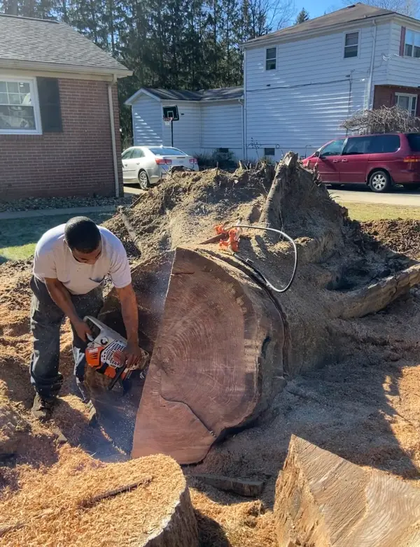 Charlie's Tree And Lawn Service Owner Operator I Do The Work — view 1 of 1