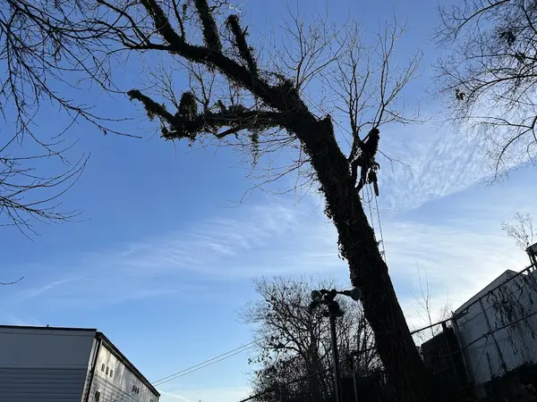 Cincinnati Elite Tree Service — view 1 of 1