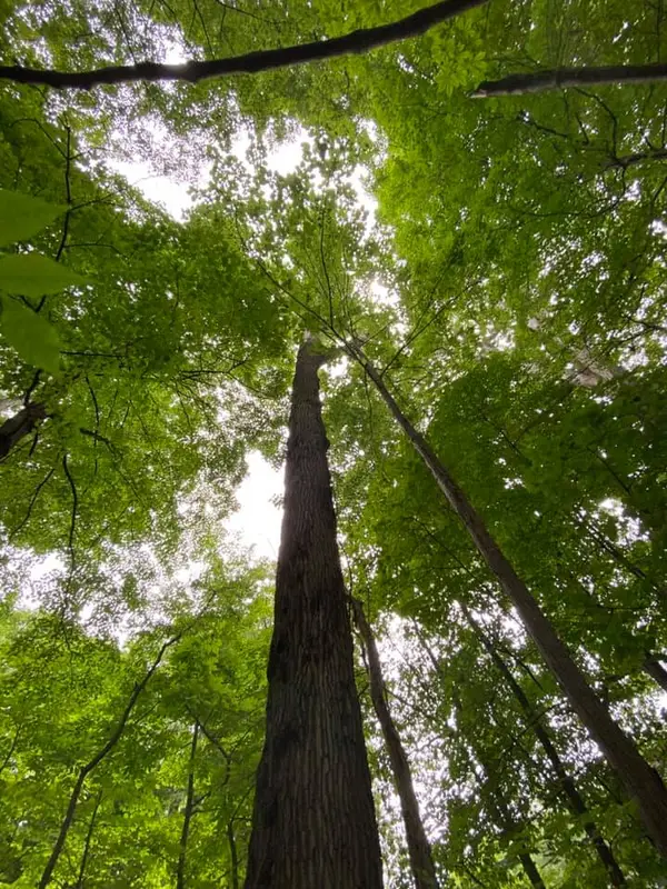 Clean Cut Tree Service — view 1 of 1