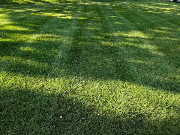 Cotras tree service — view 1 of 1