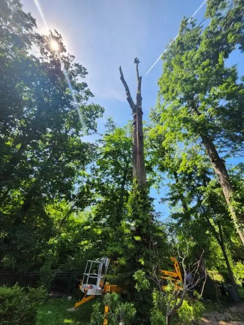 Custom Tree, LLC — view 1 of 1
