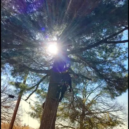 Elyria Tree Service — view 1 of 1