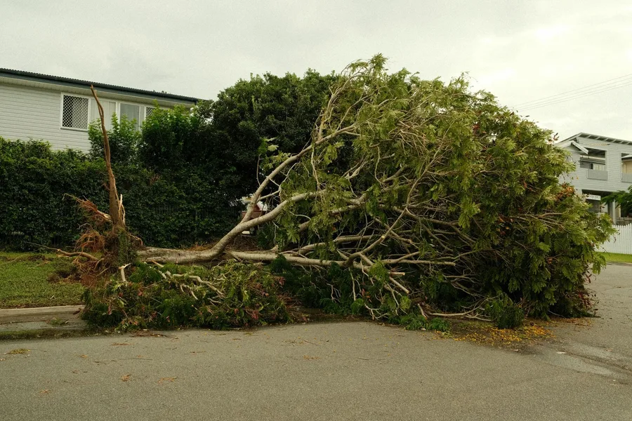 Emerson Excavating & Tree Removal — view 1 of 1