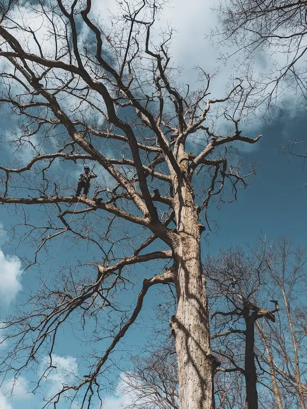 Everarbor Tree Services — view 1 of 1