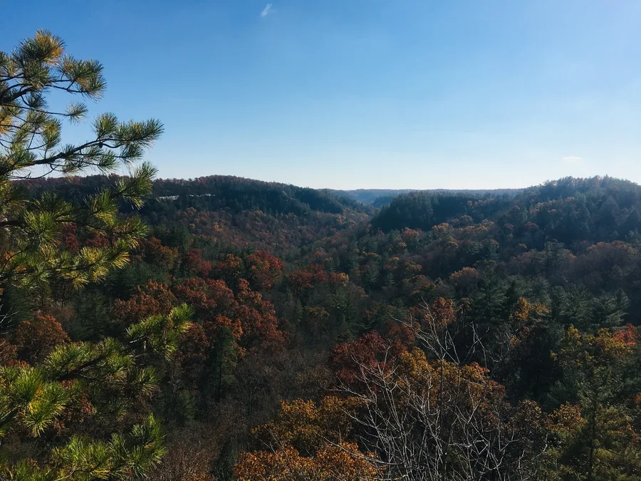 Morlock Forestry and Habitat Management ltd — view 1 of 1