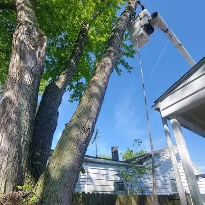 Grace Tree Service Hamilton — view 1 of 1