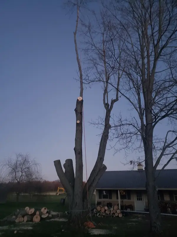 High Climbers Tree Care — view 1 of 1