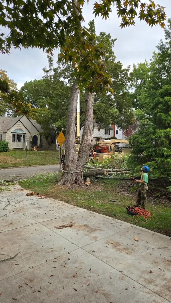 Jacob Sauer Tree Care — view 1 of 1