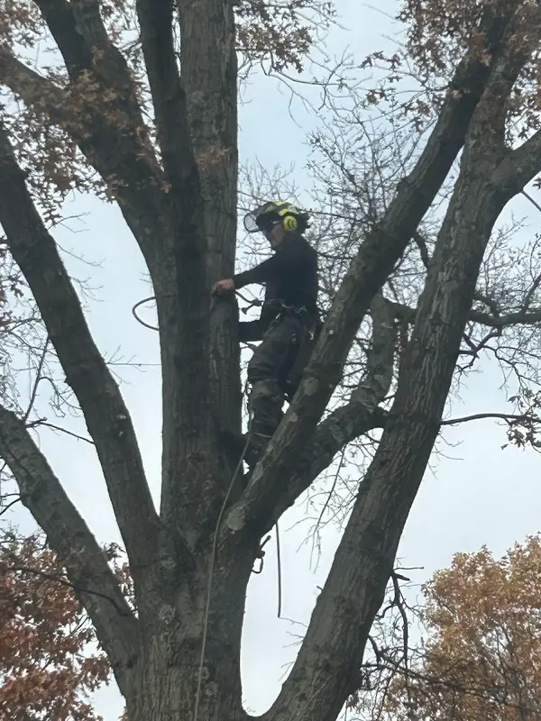 Jake the Tree Guy LLC — view 1 of 1