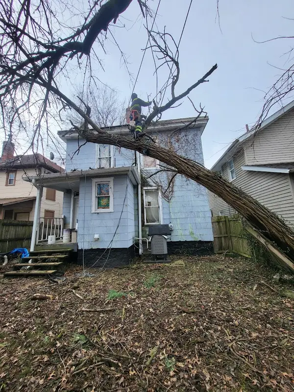 JPD Tree Service — view 1 of 1