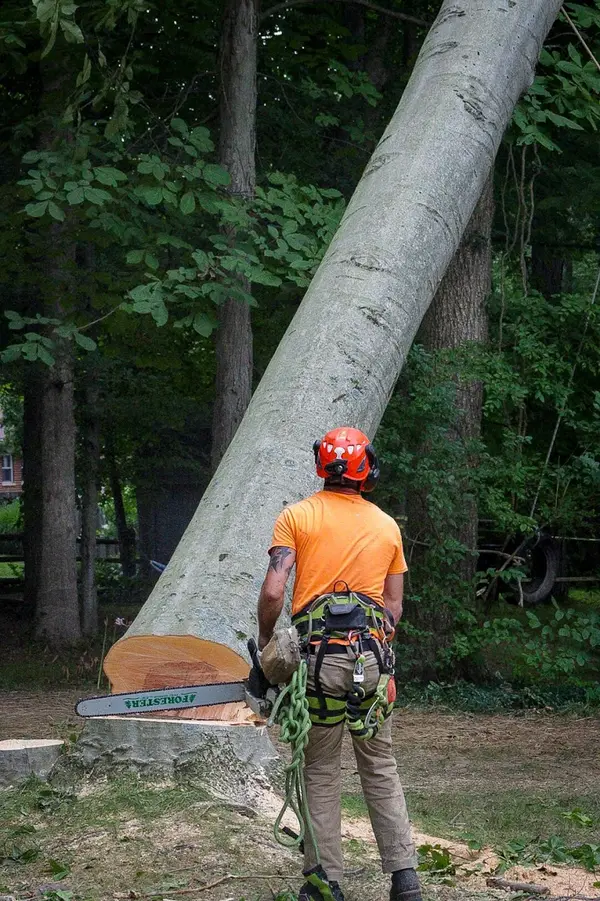 Keeping It Green Tree Service — view 1 of 1