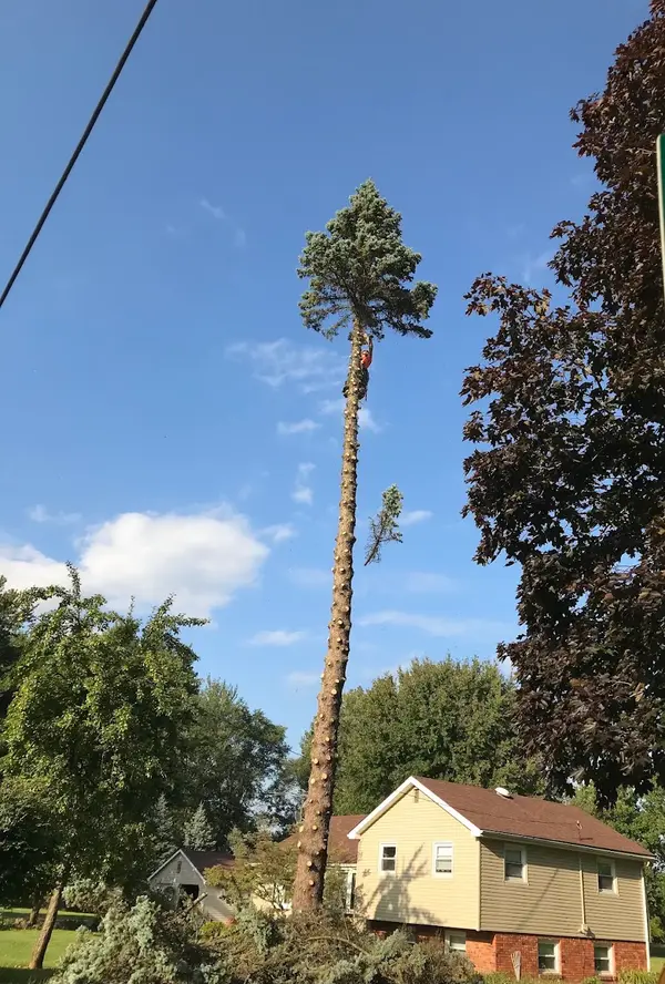 Keller Tree Service — view 1 of 1