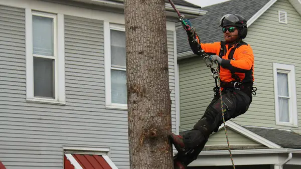 Lakewood Tree Service — view 1 of 1