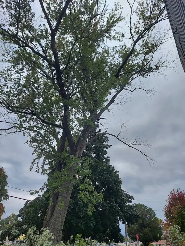 Lorain Tree Care — view 1 of 1