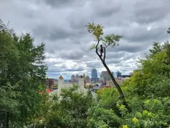 Madison Tree Care & Landscaping, Inc. — view 1 of 1