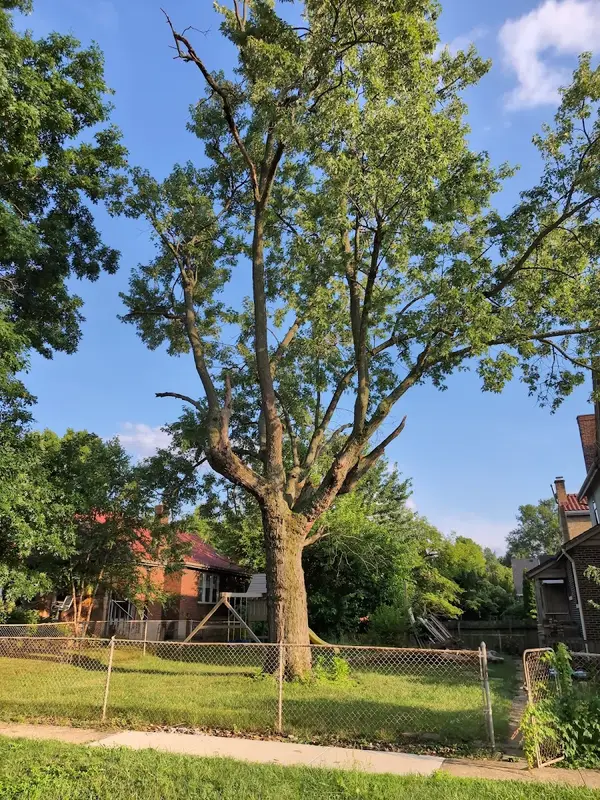 Maxwell's Tree Service — view 1 of 1