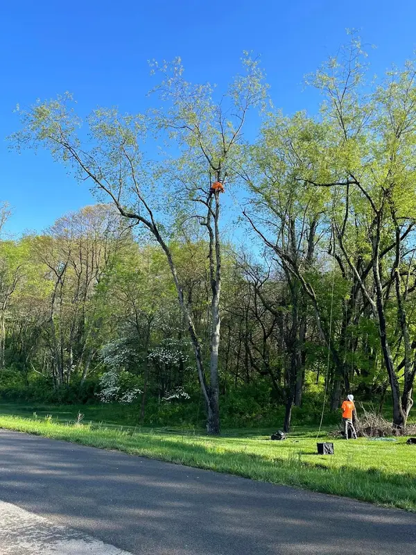 McCullough's Tree Service, Inc. — view 1 of 1