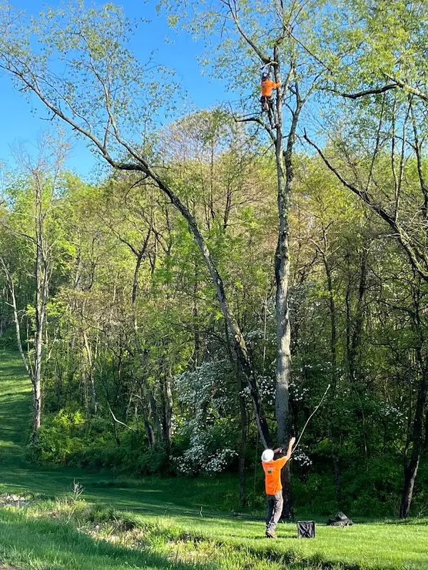 McCullough's Tree Service, Inc. — view 1 of 1