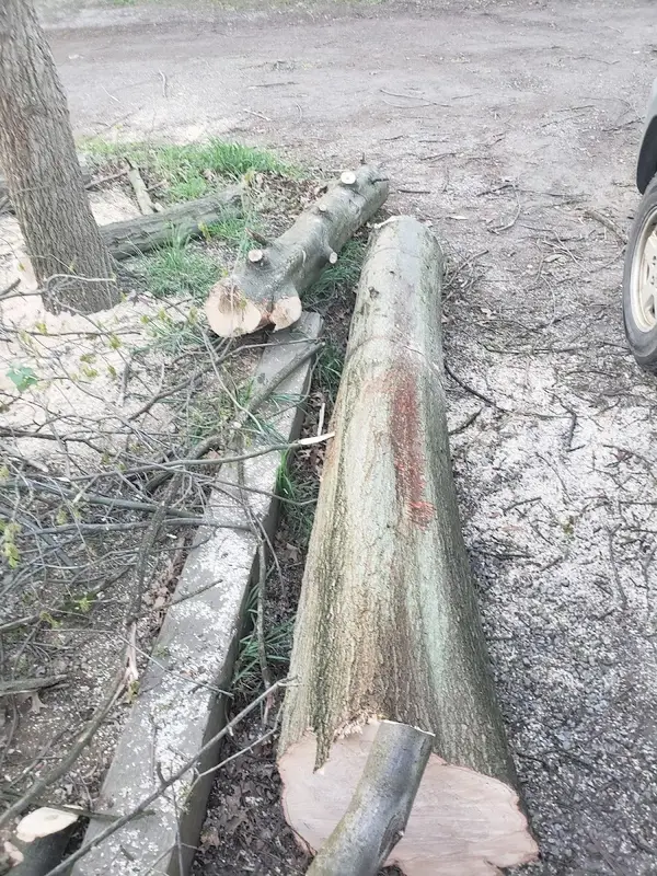 Mike's Tree Service & Landscaping, LLC — view 1 of 1