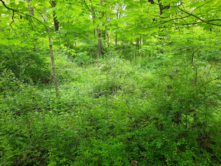 Focus Forestry LLC — view 1 of 1
