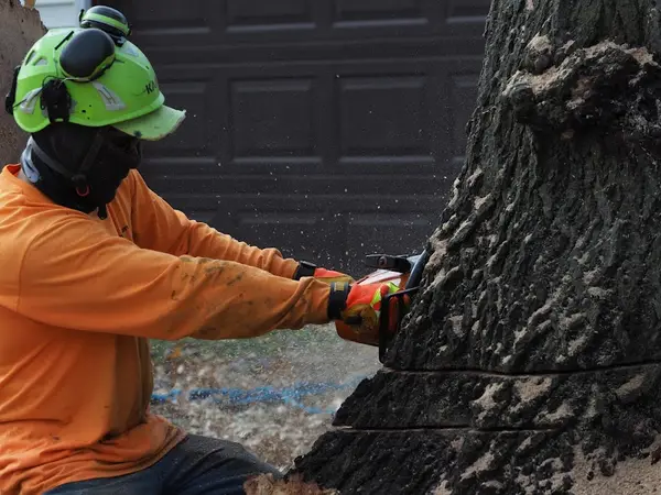 Nature´s Beauty Tree Service — view 1 of 1