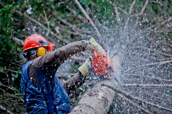 Parma Tree Service — view 1 of 1