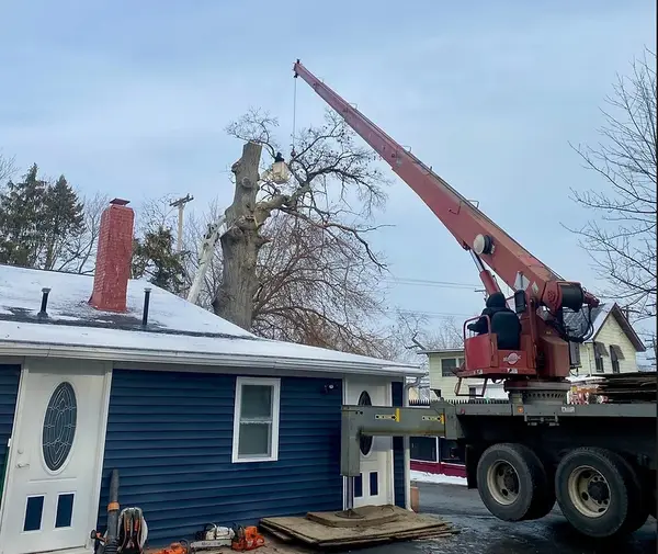 Rangel Brothers Tree Service — view 1 of 1