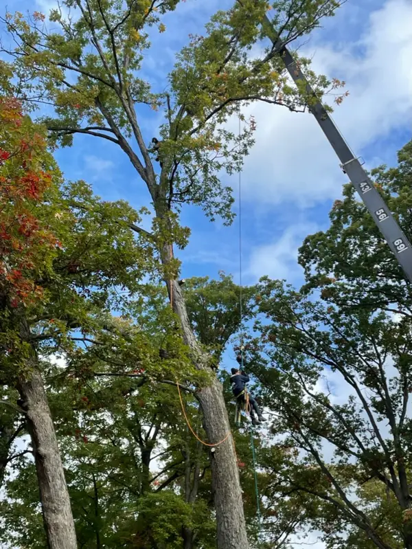 Robert Tree Service LLC — view 1 of 1