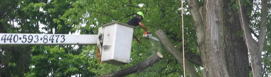Roesch Tree Service — view 1 of 1