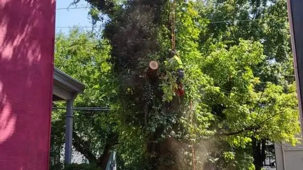 Rojas Chops Tree Service LLC — view 1 of 1