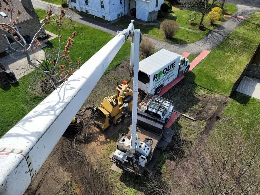 Roque Tree Service — view 1 of 1