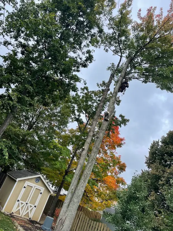 Southwest Tree Company. — view 1 of 1