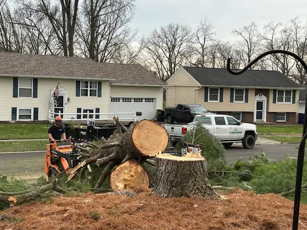 TC Tree Services LLC — view 1 of 1
