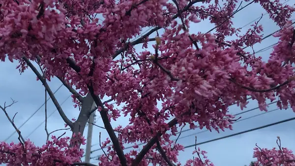 Think Tree Service ltd — view 1 of 1