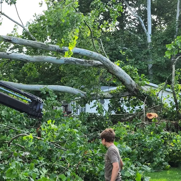 Tim's Tree Services — view 1 of 1