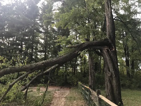 Timberwolff Tree Service — view 1 of 1