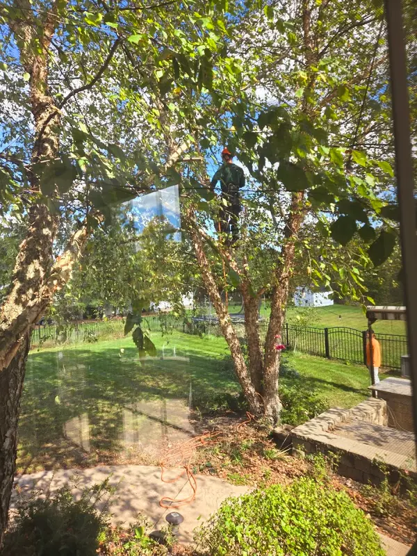 Top Care Tree Service, LLC — view 1 of 1
