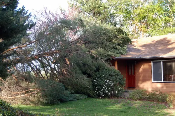 Tree Images - Professional Tree Service — view 1 of 1