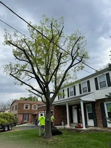 William H Tree Service — view 1 of 1