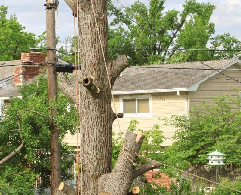 Wilschek Tree Service — view 1 of 1