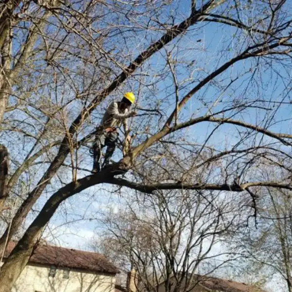 Wright Way Tree Care — view 1 of 1